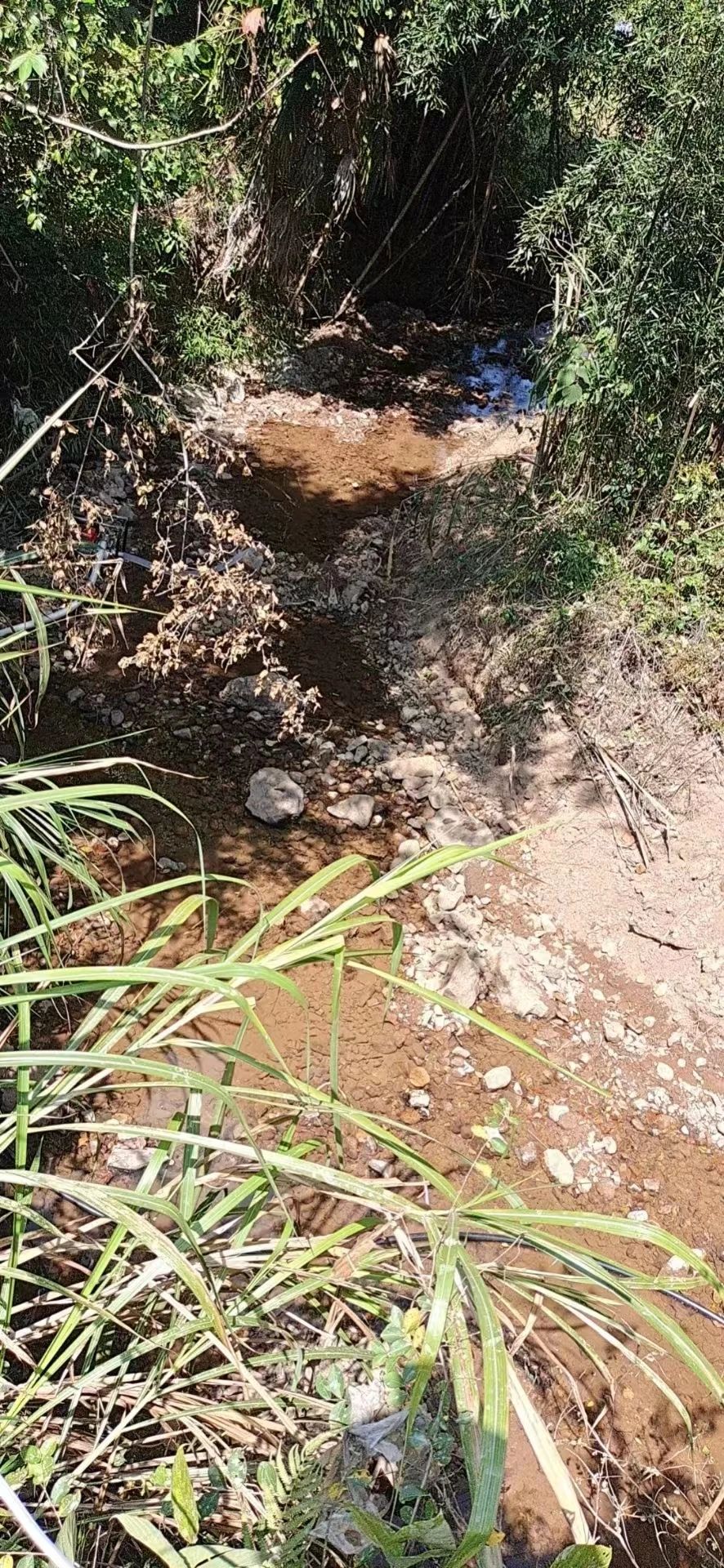 赣南脐橙即将开摘，高温干旱致使果农减产