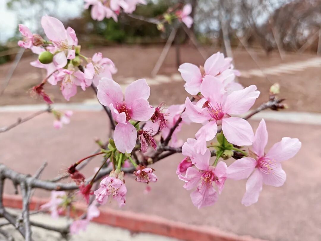 云樱谷早樱图，2月26日实拍图，图/广州南沙发布