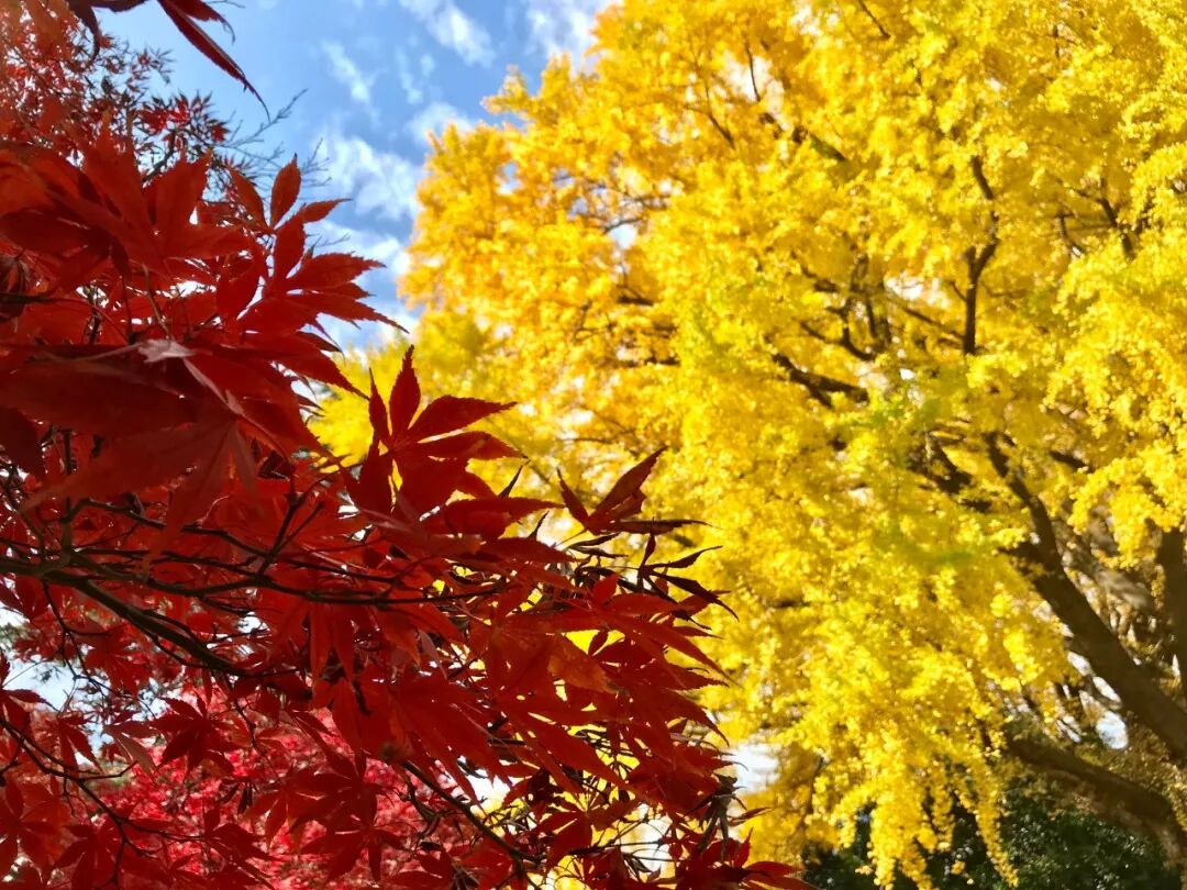 足迹 东京银杏之最美三地 掬一簇指间阳光 美在乐途 微信公众号文章阅读 Wemp