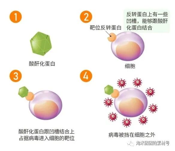 妇科蛋白膜怎么用【医师推荐】国药集团抗HPV生物蛋白妇科凝胶 ｜ 阻断HPV感染，恢复私处年轻态_https://www.jmylbn.com_新闻资讯_第30张