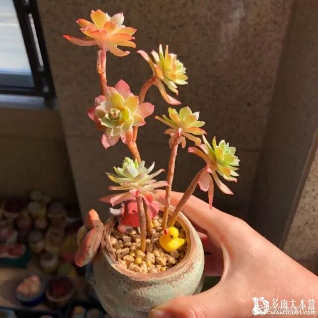 每日一肉 薄化粧sedum Palmeri 堆糖 微文庫