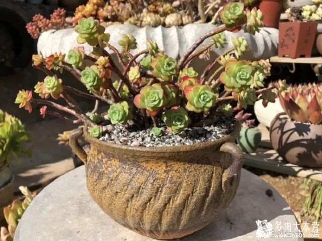 每日一肉 薄化粧sedum Palmeri 堆糖 微文庫