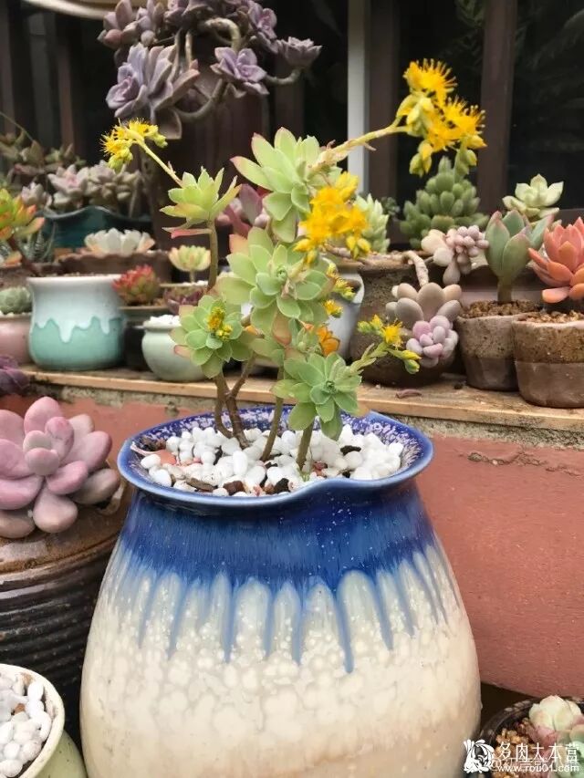 每日一肉 薄化粧sedum Palmeri 堆糖 微文庫