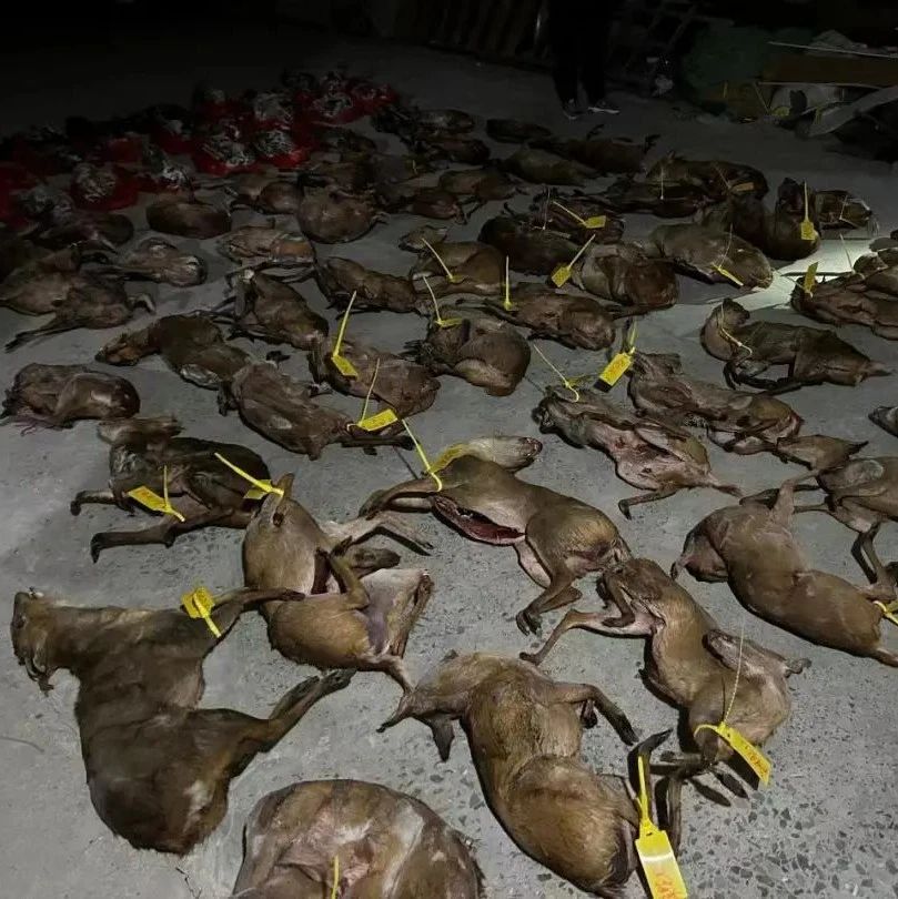 事件分析 - 重庆警方破获一特大跨省非法狩猎、收购、出售野生动物案