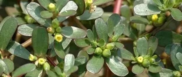 这种野菜到处都是，居然还是白发克星！可惜很多人都不知道…