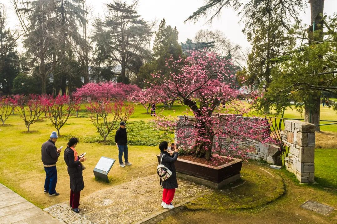 不會吧玄武湖的梅花都這樣了