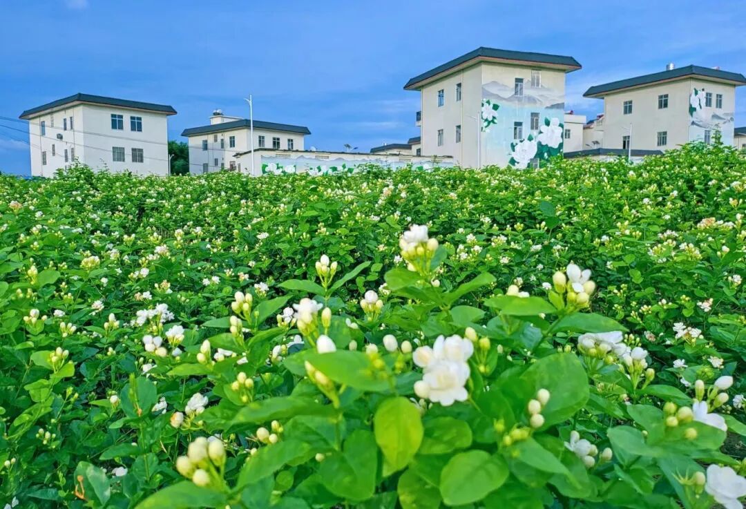 农业优势产业和支柱产业成为横州市最具特色的这使得茉莉花产业占世界