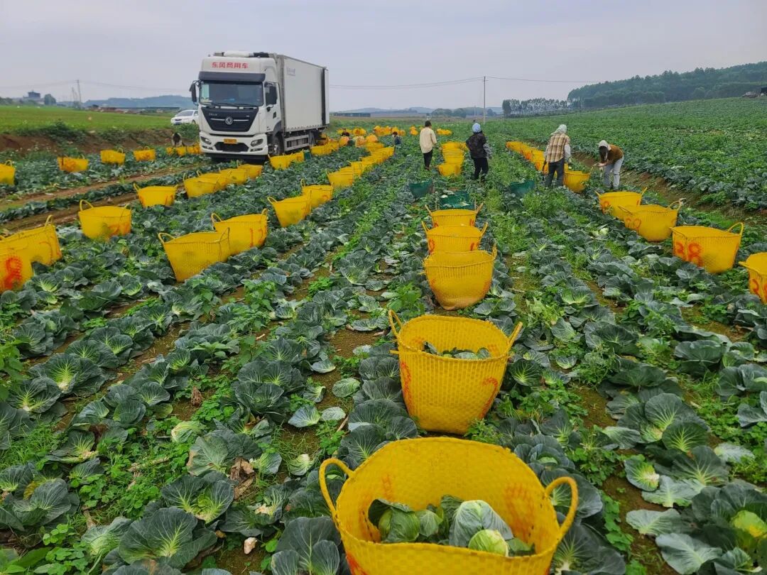 横州市马岭镇基地一片繁忙甘蓝喜获丰收