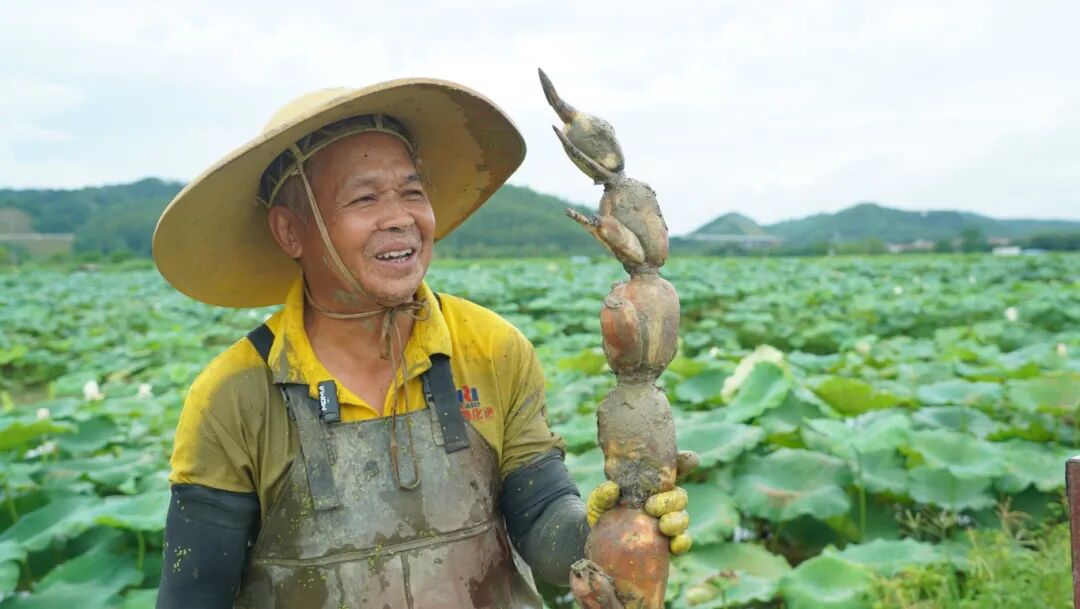 走进大炉村的莲藕种植基地,入耳便是莲藕采收机械发出的阵阵轰鸣声.