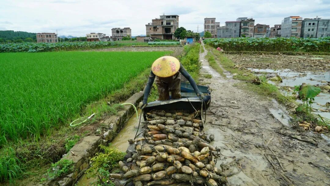 据了解,百合镇大炉村委依托水资源优势和地理环境优势,大力发展莲藕