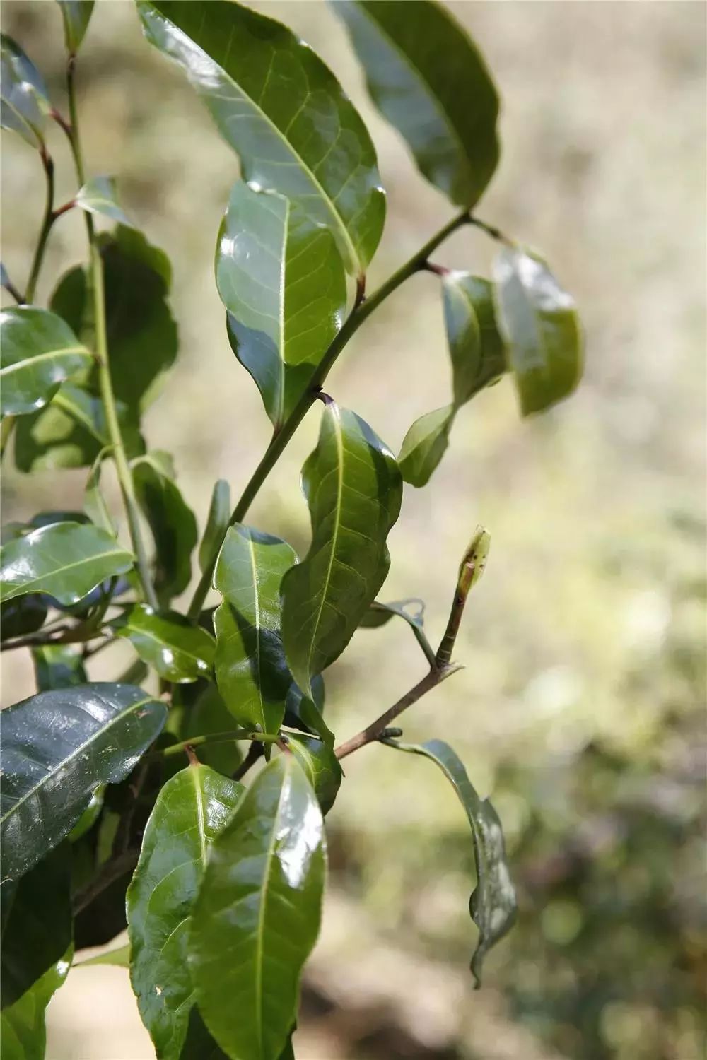 普洱茶中的滑竹梁子