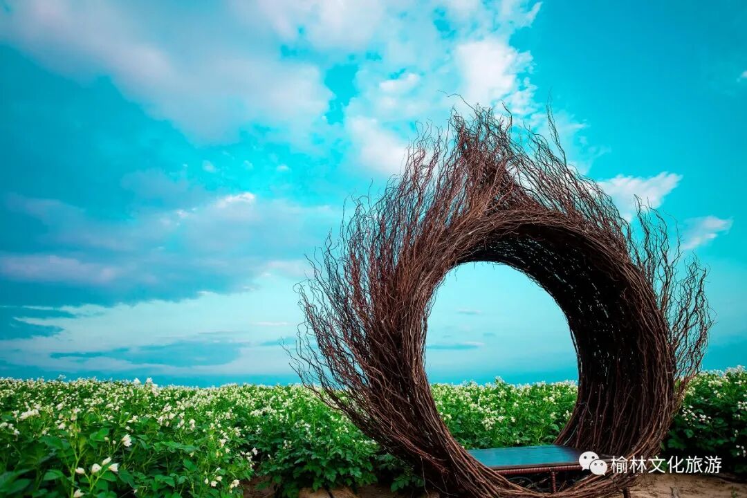 浓情七月来榆阳岔河则赴一场马铃薯花海盛宴