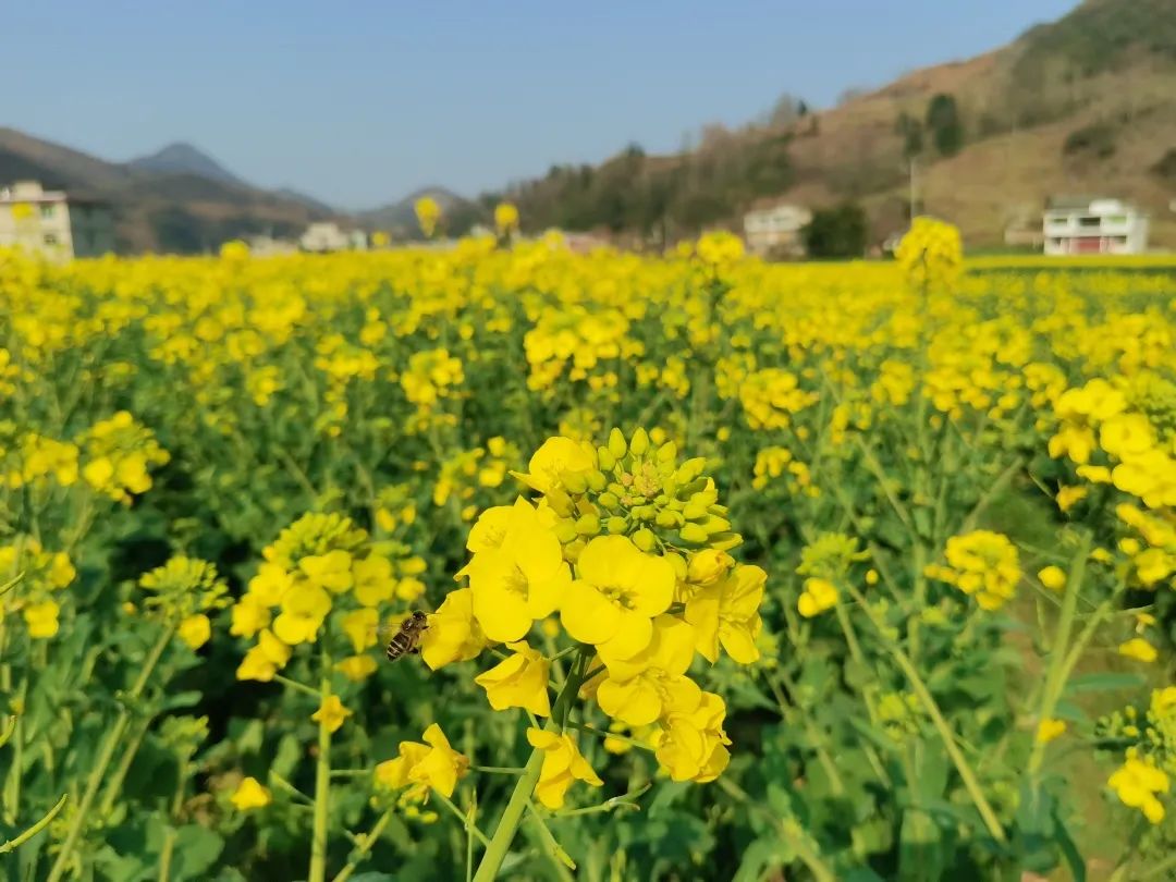 織金縣以那鎮油菜花開灑遍一地金黃