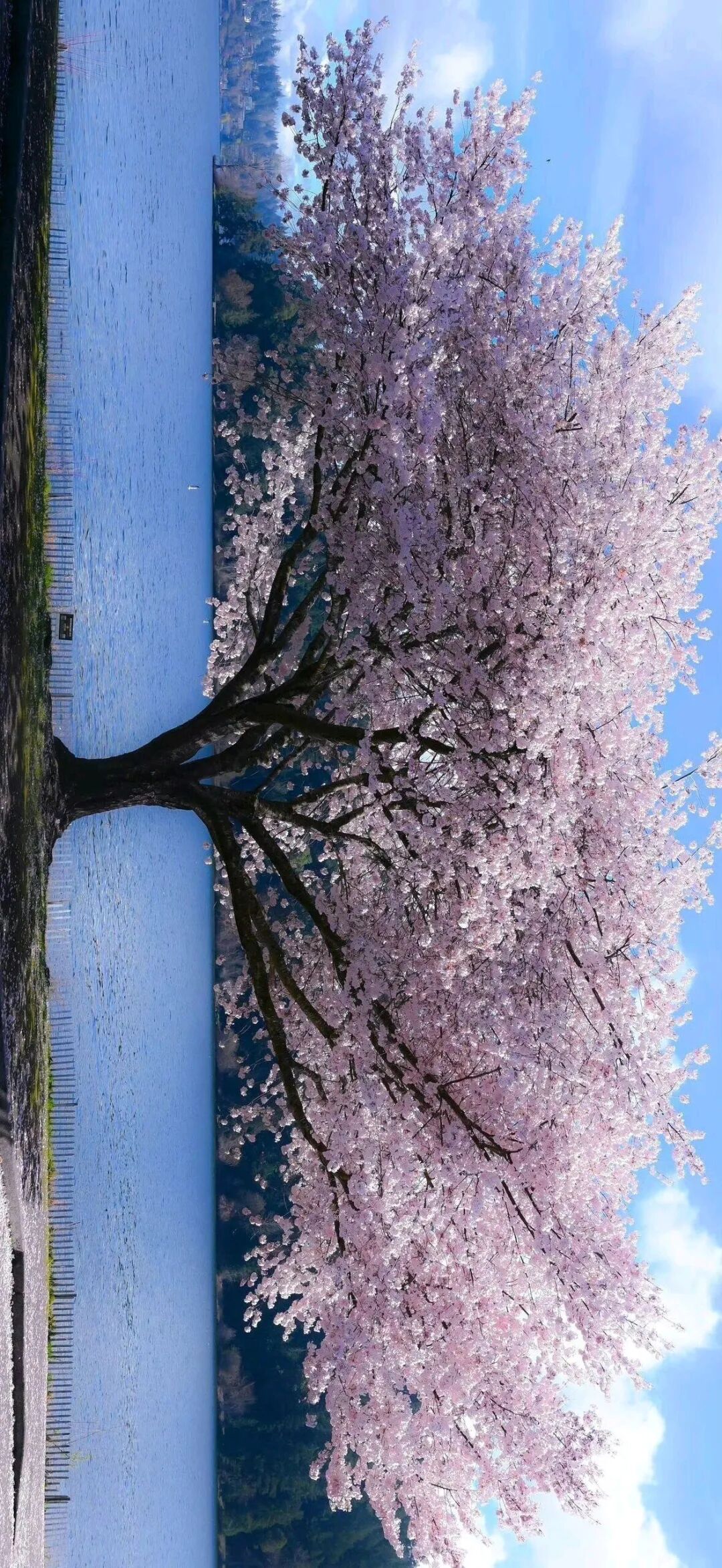 小头像 壁纸