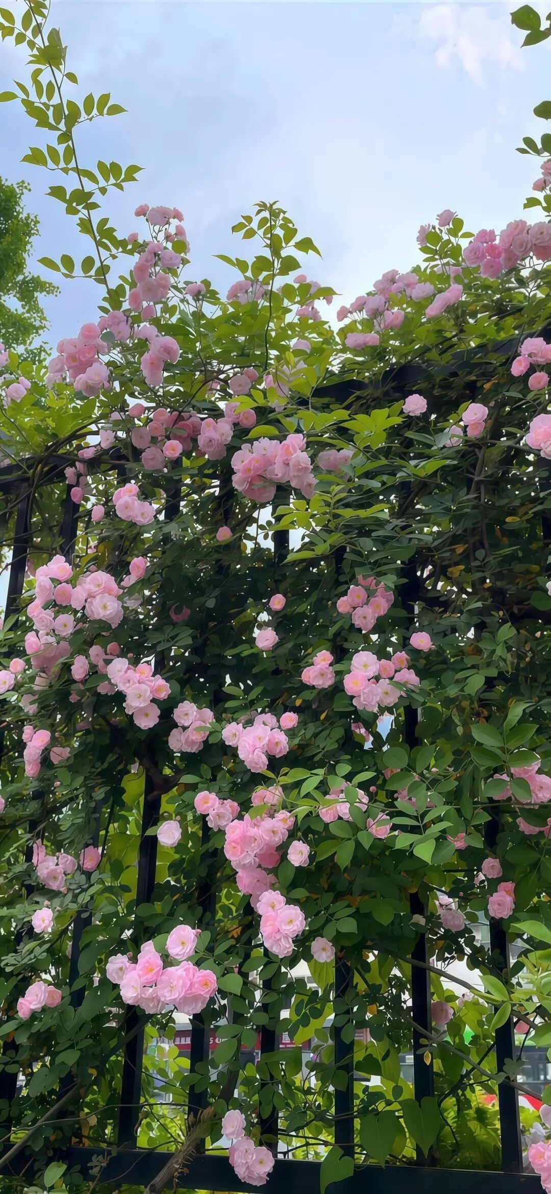 小头像 壁纸