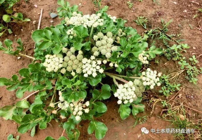 北方适合种什么药材?看这里就明白了