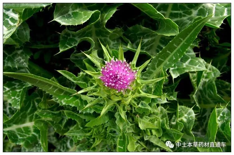 北方适合种什么药材?看这里就明白了