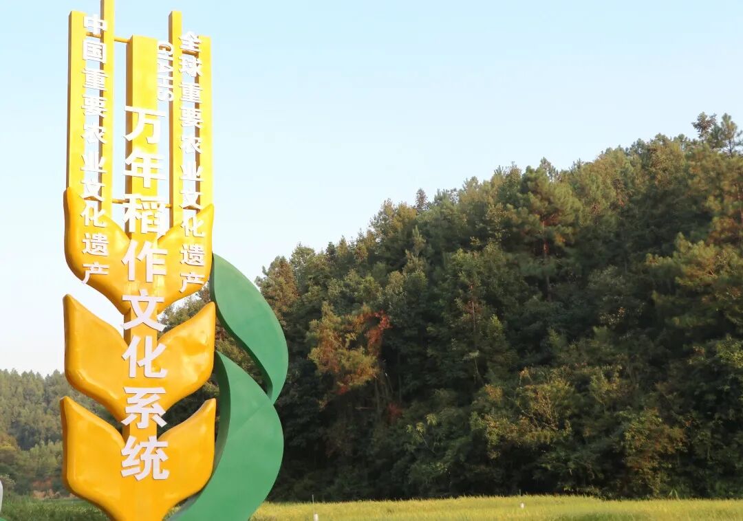 贡米之乡谷韵悠长