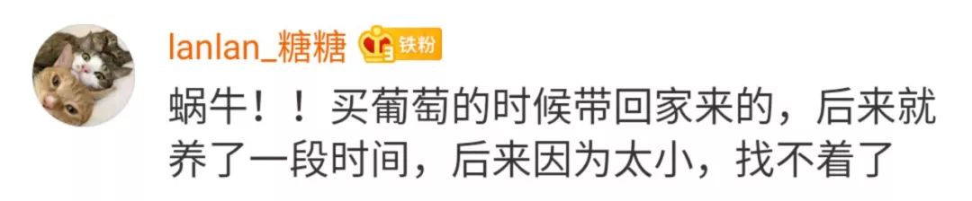 你都養過什麼神奇的東西當寵物？ 寵物 第24張