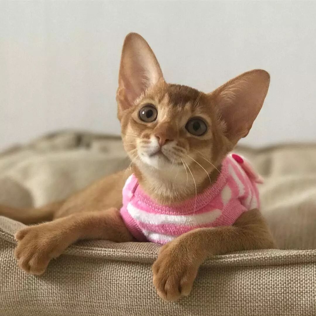 耳朵长的像精灵一样的喵星人,可软萌可霸气,快快来吸!