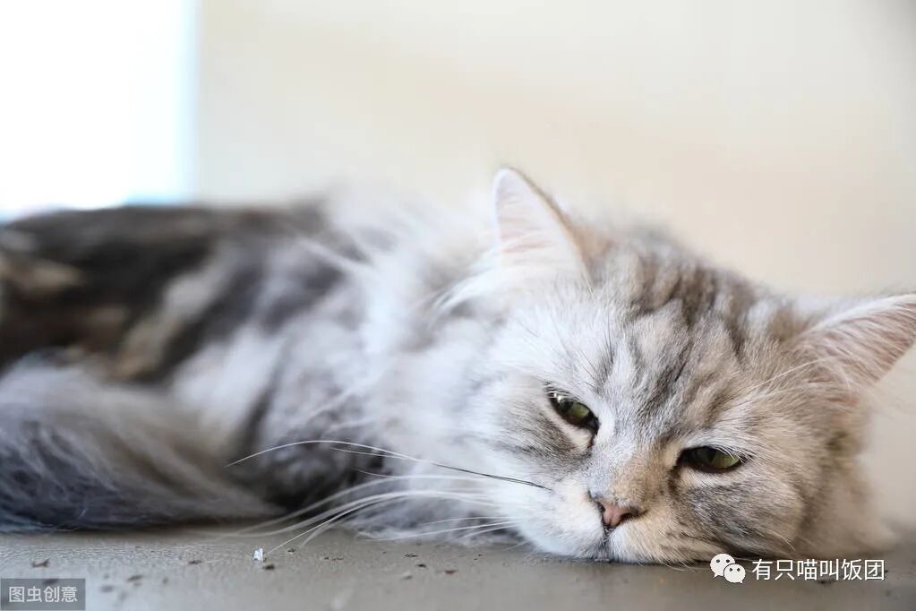 猫猫也会放屁？细数猫咪放屁的六个原因，你家的猫有没有放过屁呢- 全网搜