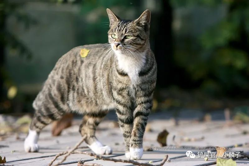 为什么流浪猫大多是狸花猫