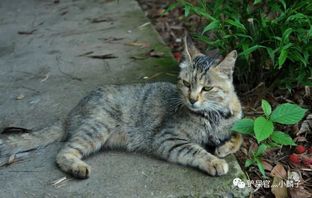 为什么流浪猫大多是狸花猫