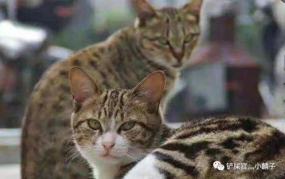 为什么流浪猫大多是狸花猫