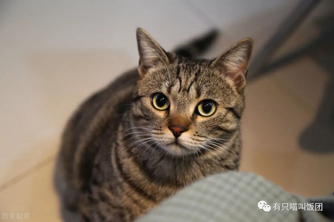 被我们称为土猫的狸花猫 为什么在国外这么受欢迎 全网搜