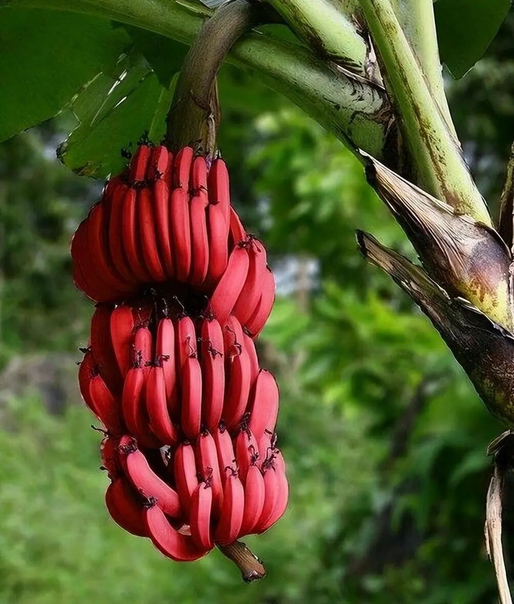 原创皇带鱼(皇带鱼图片最长多长) - 车世界