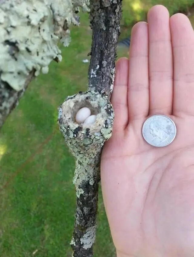 拟态毛毛虫与树枝对比,这伪装能力太强了,不仔细观察根本分辨不出来