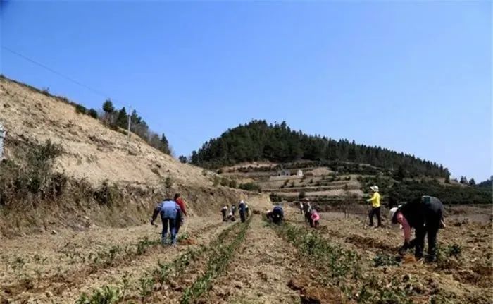 1649219273723217.jpg 图片