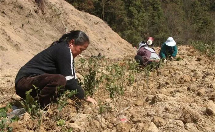 1649219732370511.jpg 图片