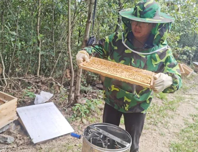 割蜂蜜.jpg 图片