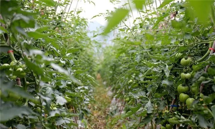 1655212072497467.jpg 图片