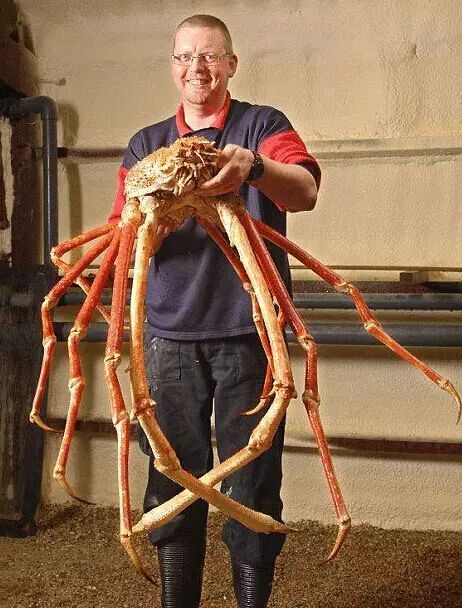 涨姿势你吃过的没吃过的蟹,都在这里