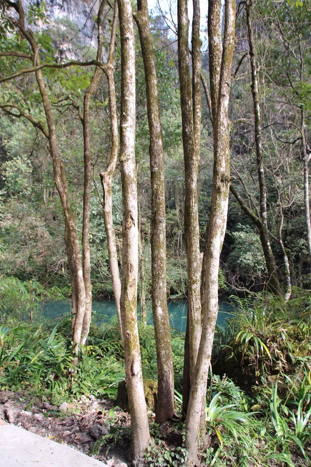 楠树种类图片