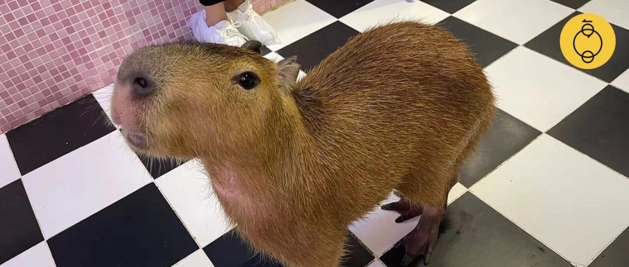 在高端萌宠店撸袋鼠和水豚，我们为什么还是不开心？