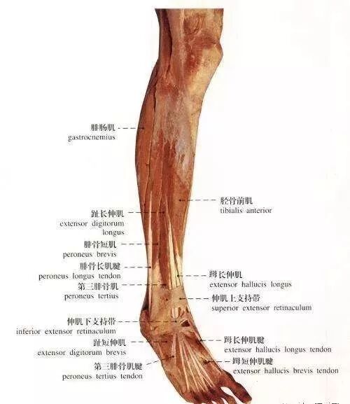 针刀临床中肌肉神经支配大全 国医分享 微信公众号文章阅读 Wemp
