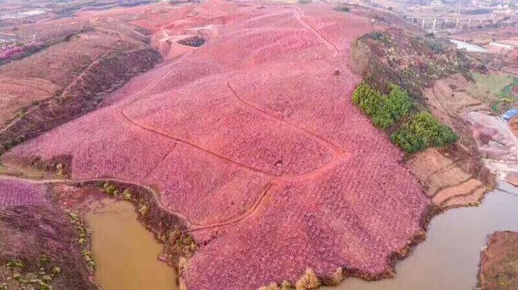 美爆了！3800亩樱花开了，宜良山后樱花谷等你来！