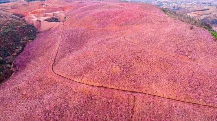 美爆了！3800亩樱花开了，宜良山后樱花谷等你来！