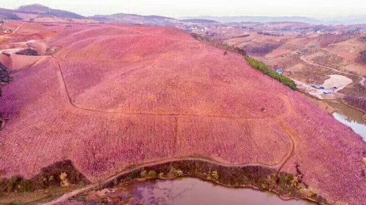 美爆了！3800亩樱花开了，宜良山后樱花谷等你来！