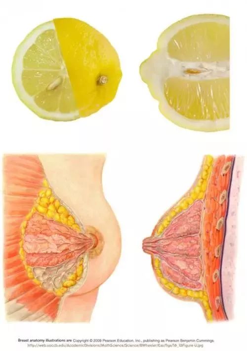 乳房橘子皮状图片