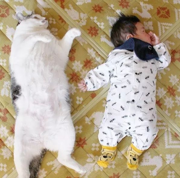 貓咪原本在家備受寵愛，貓奴的小寶寶出生後，才發現它這麼... 未分類 第3張