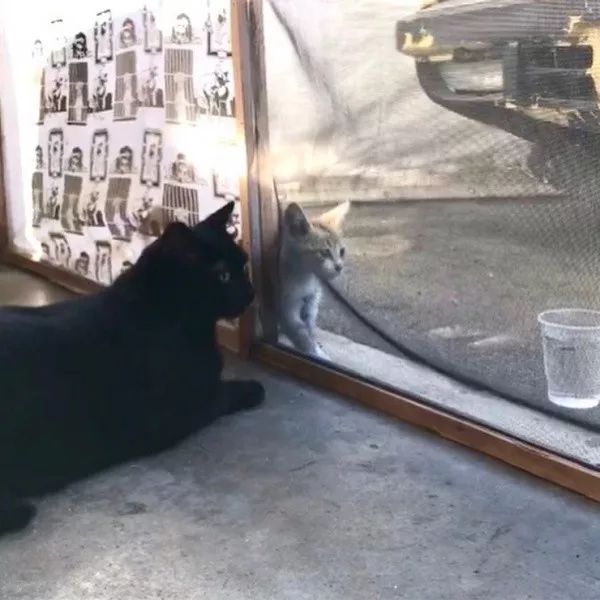 小猫贴着玻璃向店猫求助 后来还俘获了猫大哥的心被收编 萌宠 训练养宠技巧 宠物用品 微信头条新闻公众号文章收集网