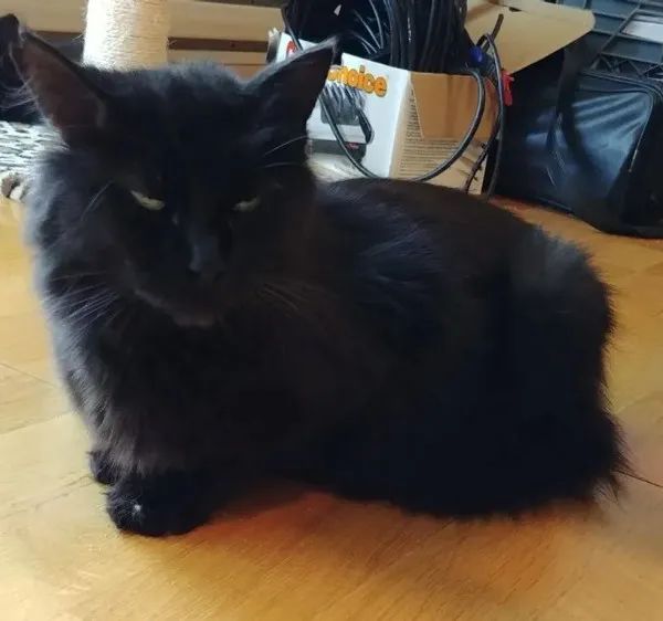 怀孕流浪猫临产前拼命爬9楼送二胎，网友：我就是传说中的接盘侠？！