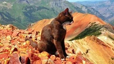 米國一只超猛的貓咪，天生熱愛冒險，勇敢攀爬高峰，最厲害的是... 萌寵 第11張