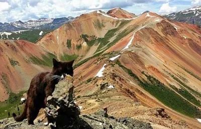 米國一只超猛的貓咪，天生熱愛冒險，勇敢攀爬高峰，最厲害的是... 職場 第10張