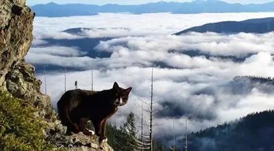 米國一只超猛的貓咪，天生熱愛冒險，勇敢攀爬高峰，最厲害的是... 萌寵 第16張
