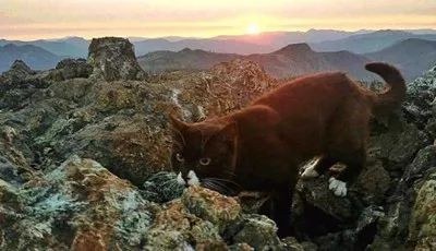米國一只超猛的貓咪，天生熱愛冒險，勇敢攀爬高峰，最厲害的是... 職場 第15張